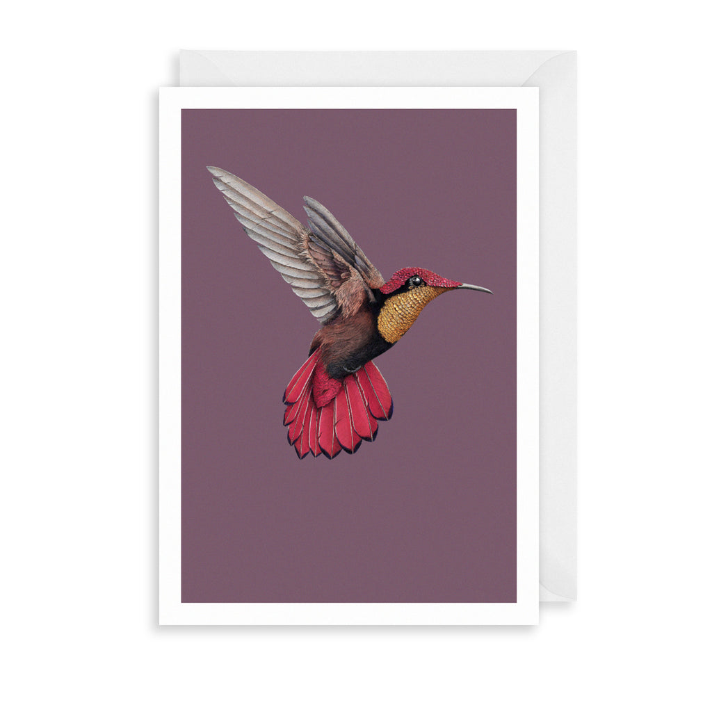 Hummingbird Greetings Card The Art File