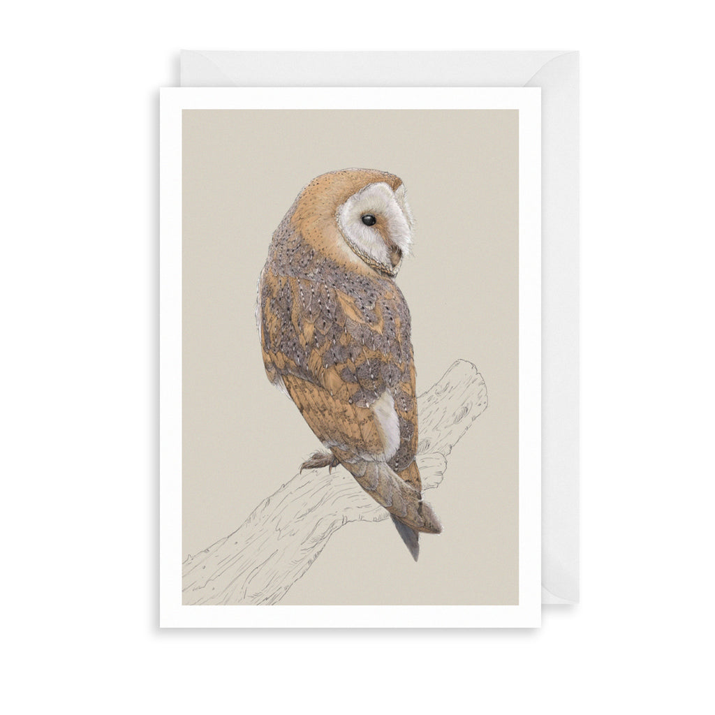 Grey Barn Owl Greetings Card The Art File