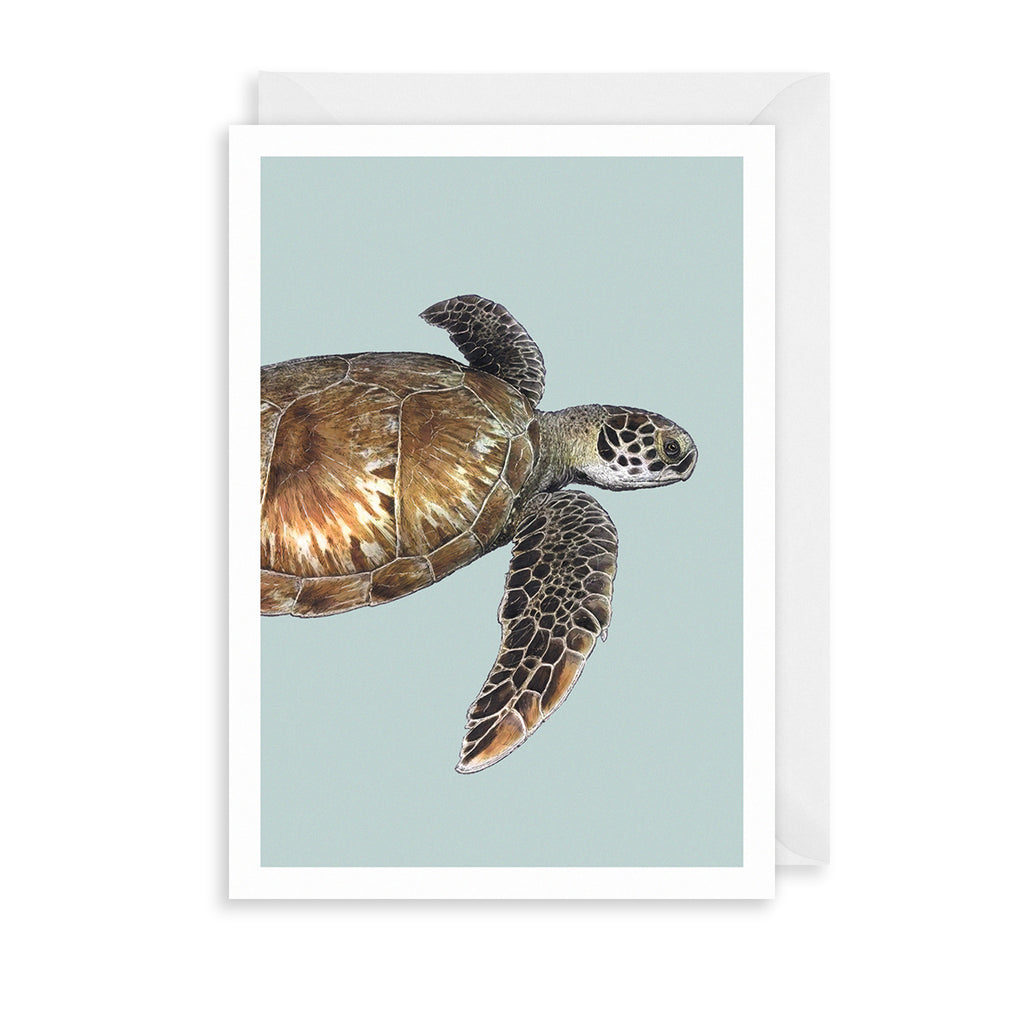 Green Sea Turtle Greetings Card The Art File