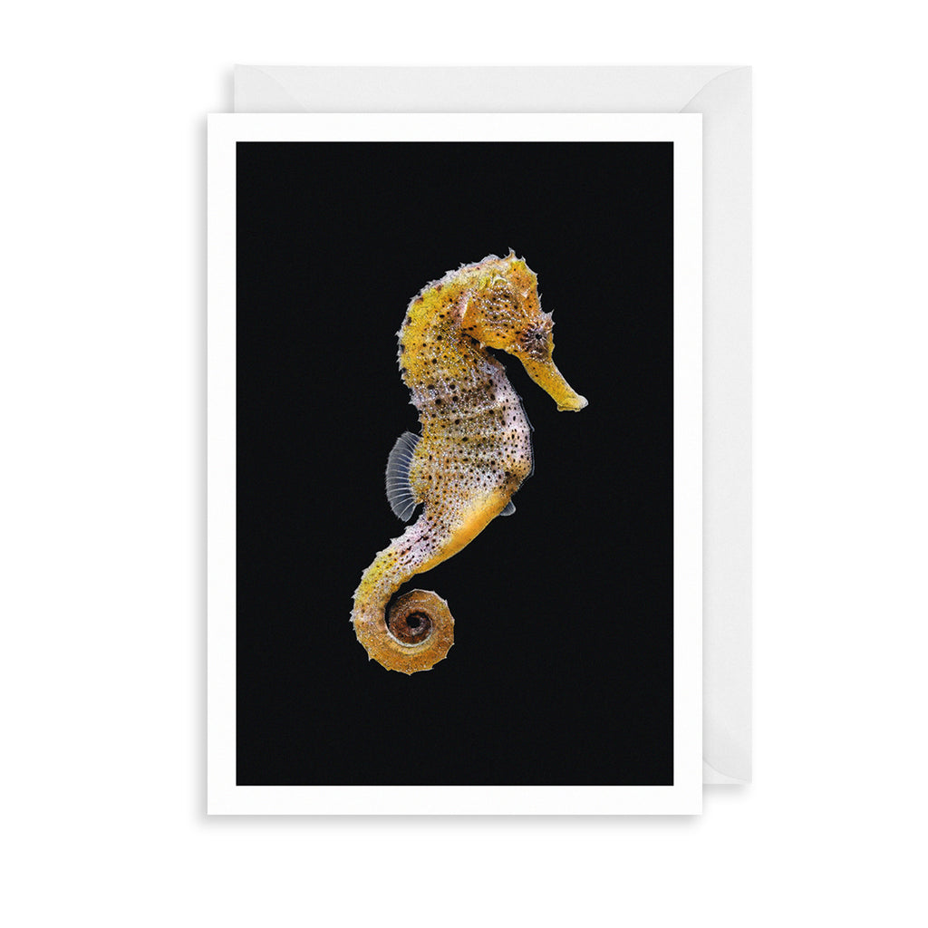 Yellow Seahorse Greetings Card The Art File
